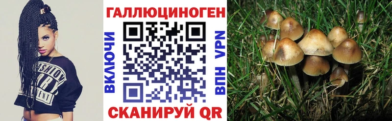 где купить наркотик  Алексеевка  Галлюциногенные грибы MAGIC MUSHROOMS 