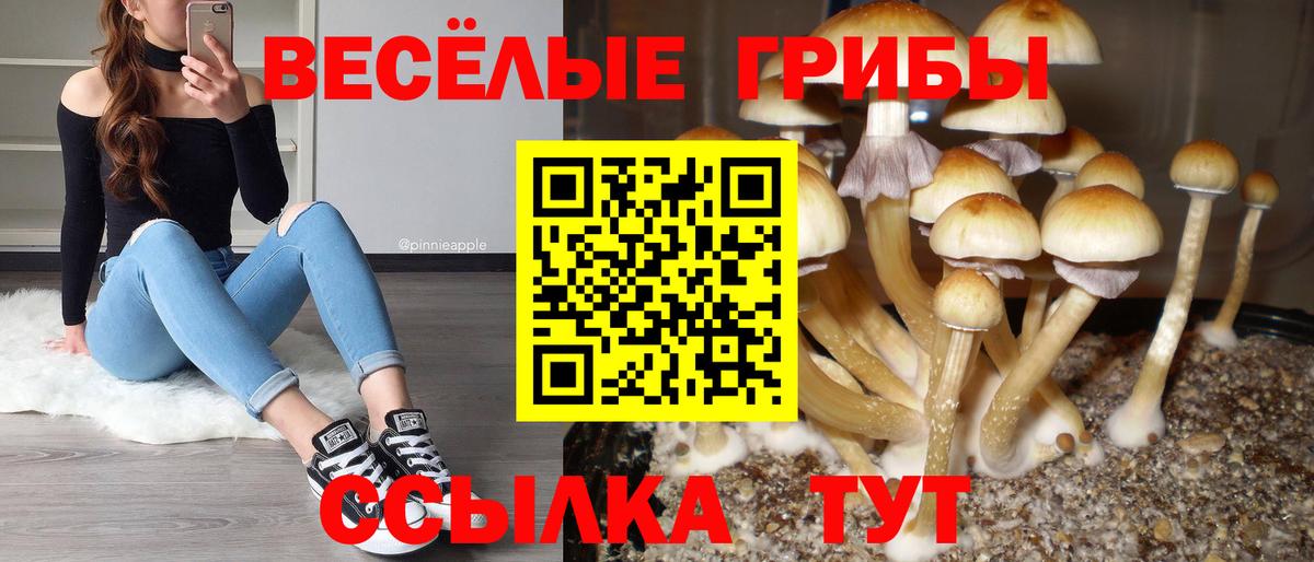Псилоцибиновые грибы GOLDEN TEACHER  Псилоцибиновые грибы Psilocybine cubensis  Алексеевка  Вход с VPN 